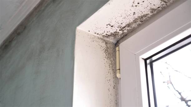 Haslet, TX Mold Removal Company